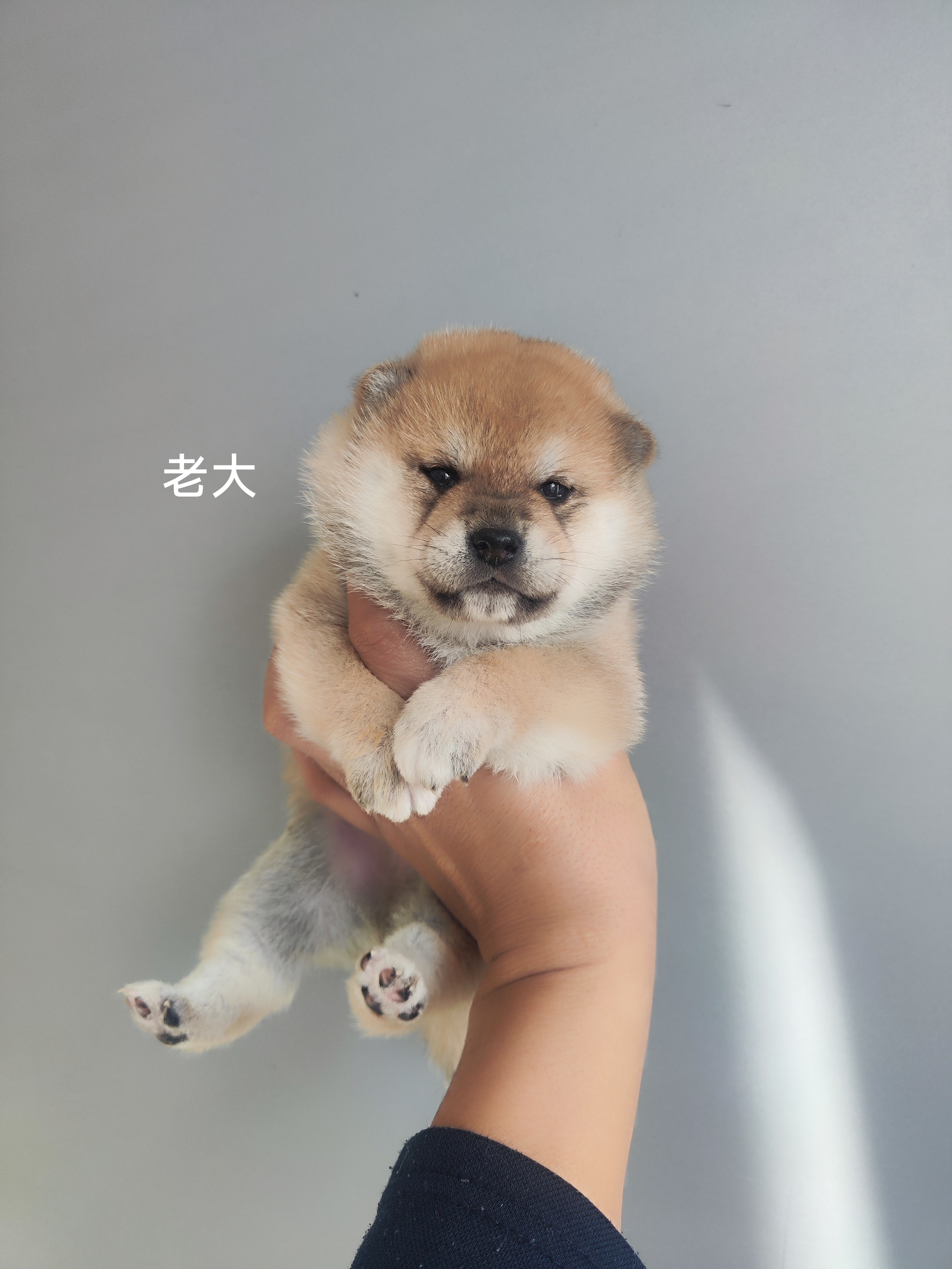 精品柴犬小公，自家繁殖。有喜欢的吗。